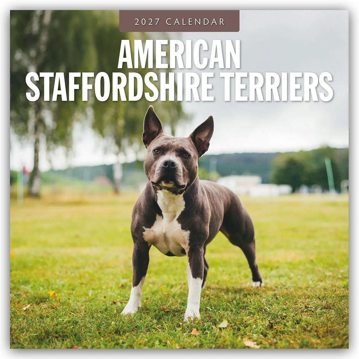 Cover: 9781837011834 | American Staffordshire Terriers - American Staffordshire Terrier...