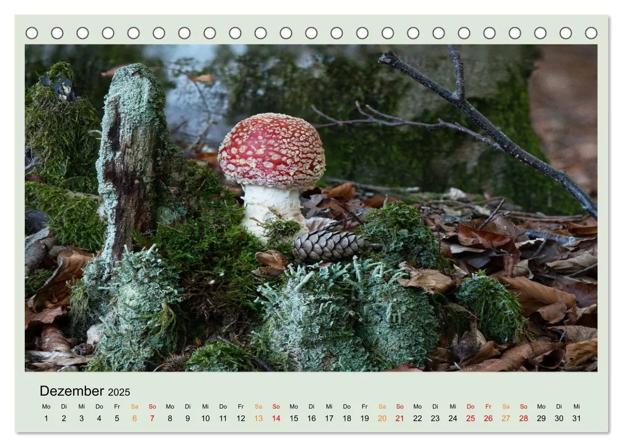 Bild: 9783383921834 | Im Fliegenpilz Rausch (Tischkalender 2025 DIN A5 quer), CALVENDO...