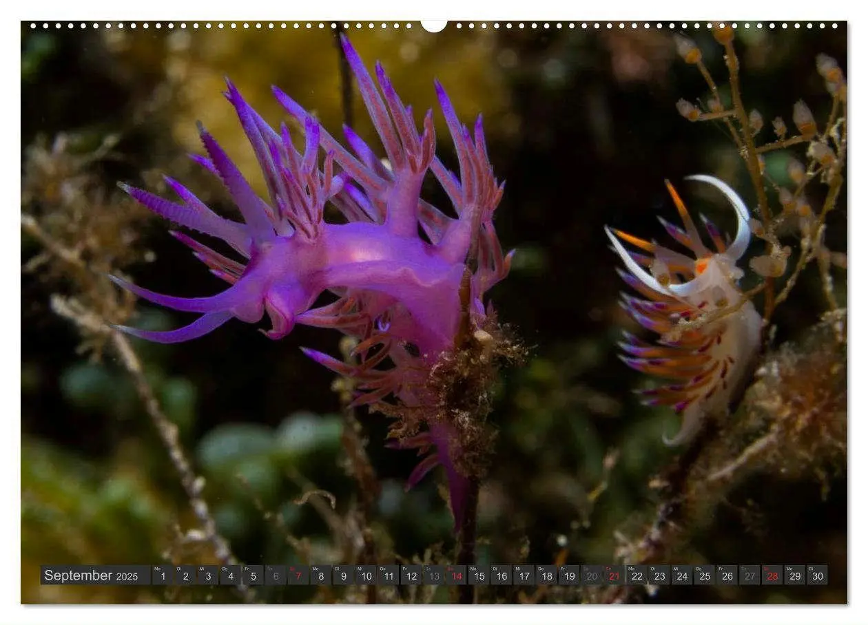 Bild: 9783435592234 | Unterwasser - Nacktschnecken 2025 (Wandkalender 2025 DIN A2 quer),...