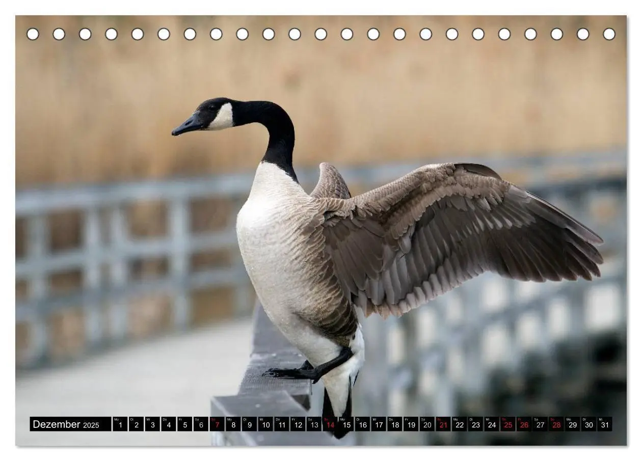 Bild: 9783435732234 | KANADA-GANS - Der 'hupende' Vogel (Tischkalender 2025 DIN A5 quer),...