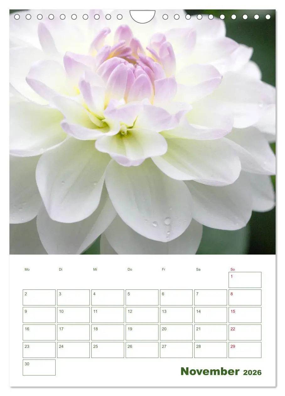 Bild: 9783516392234 | Weiße Blüten im Grünen (Wandkalender 2026 DIN A4 hoch), CALVENDO...