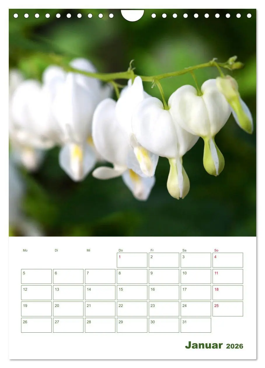 Bild: 9783516392234 | Weiße Blüten im Grünen (Wandkalender 2026 DIN A4 hoch), CALVENDO...