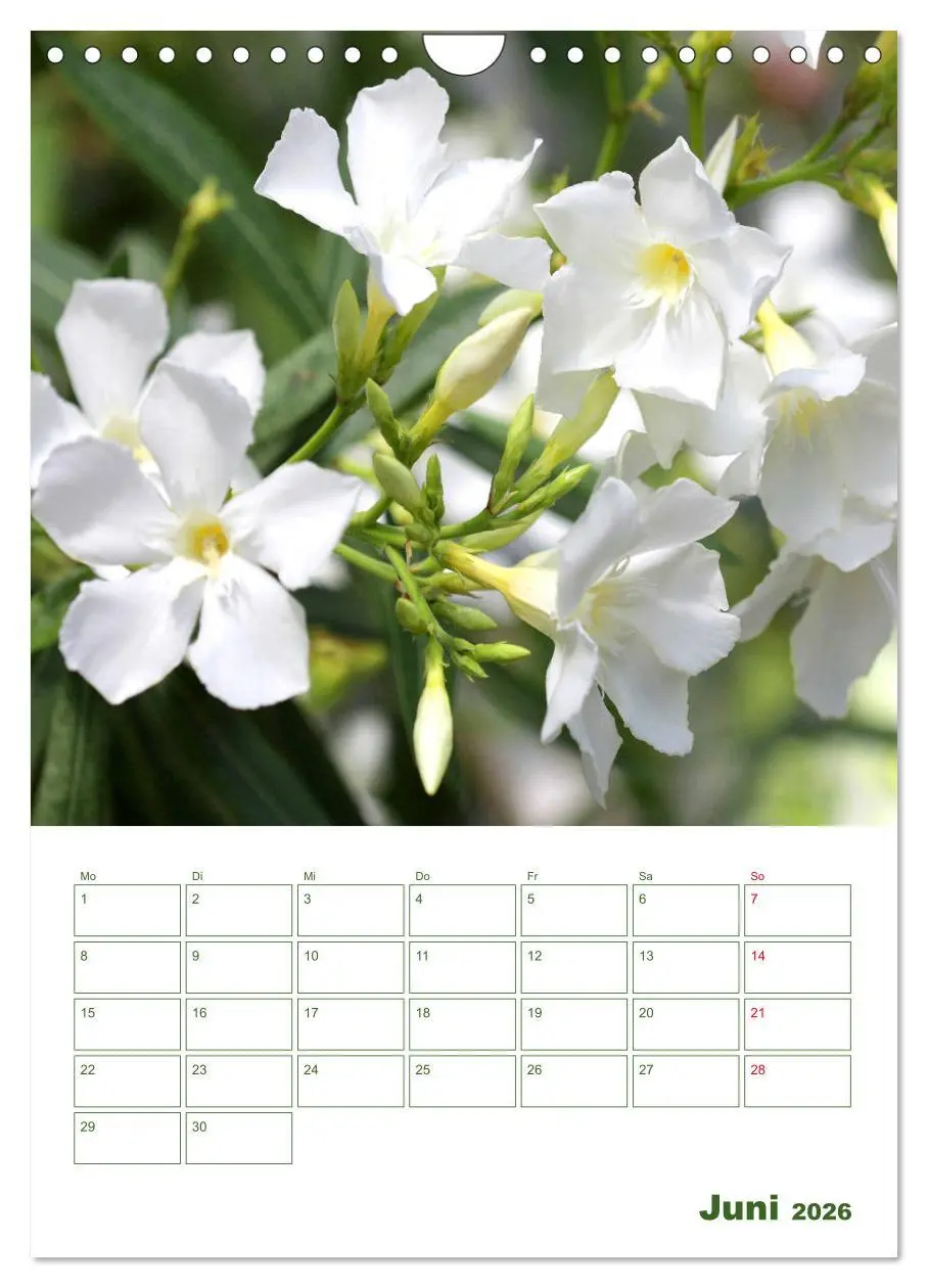 Bild: 9783516392234 | Weiße Blüten im Grünen (Wandkalender 2026 DIN A4 hoch), CALVENDO...