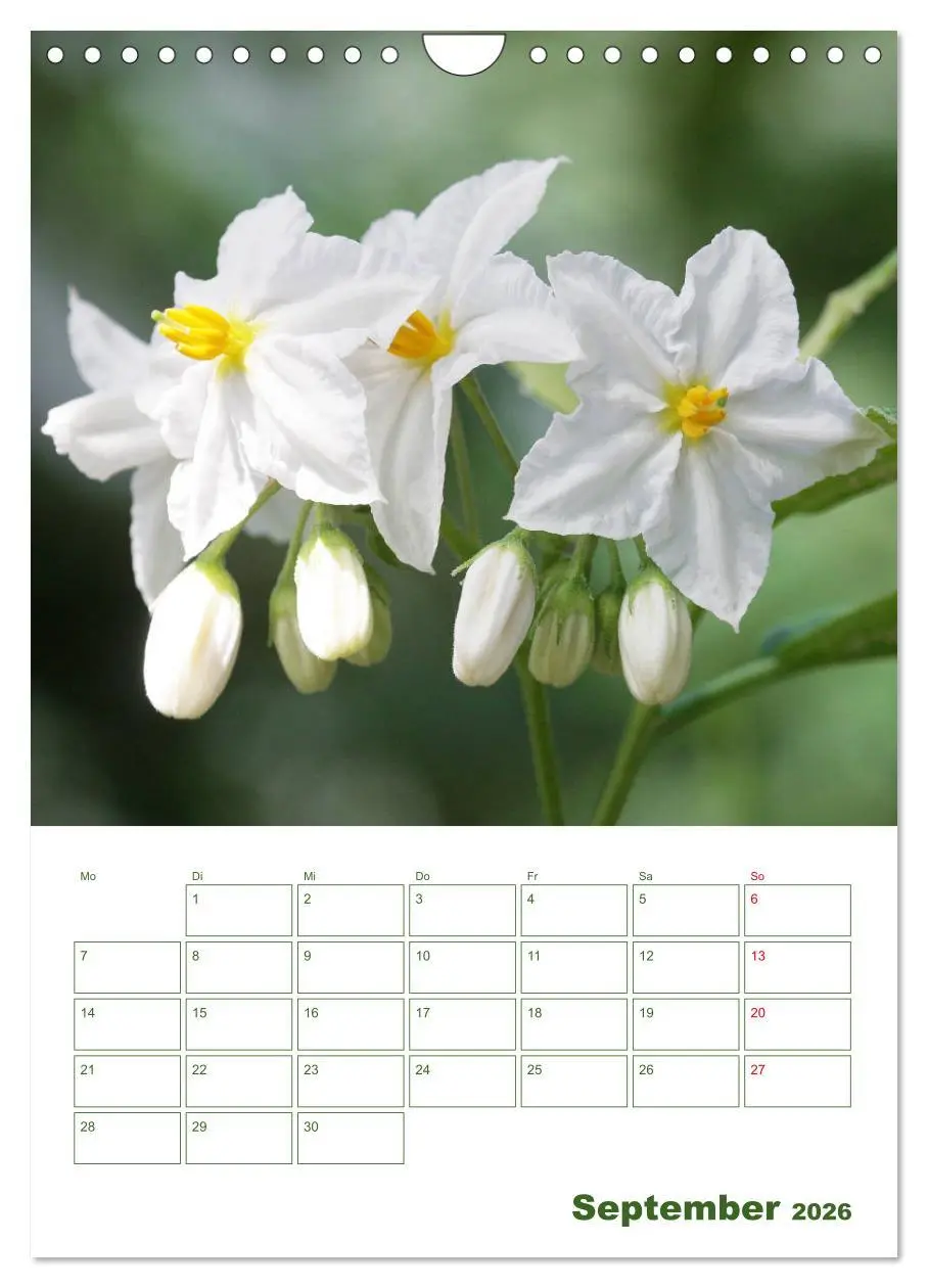 Bild: 9783516392234 | Weiße Blüten im Grünen (Wandkalender 2026 DIN A4 hoch), CALVENDO...