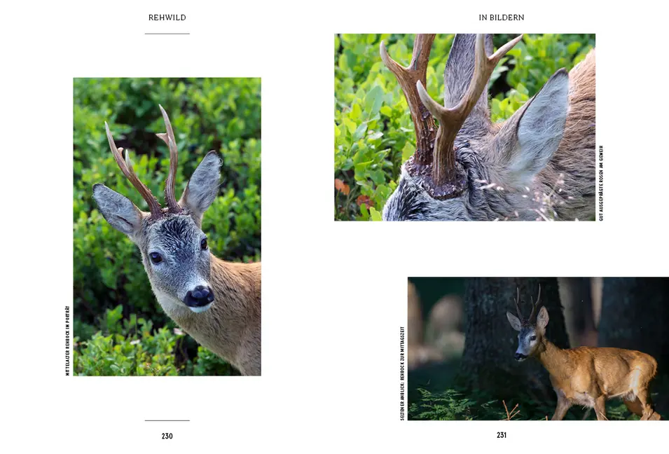 Bild: 9783710402234 | Unser Wild | Christoph Burgstaller | Buch | Mit Lesebändchen | 256 S.