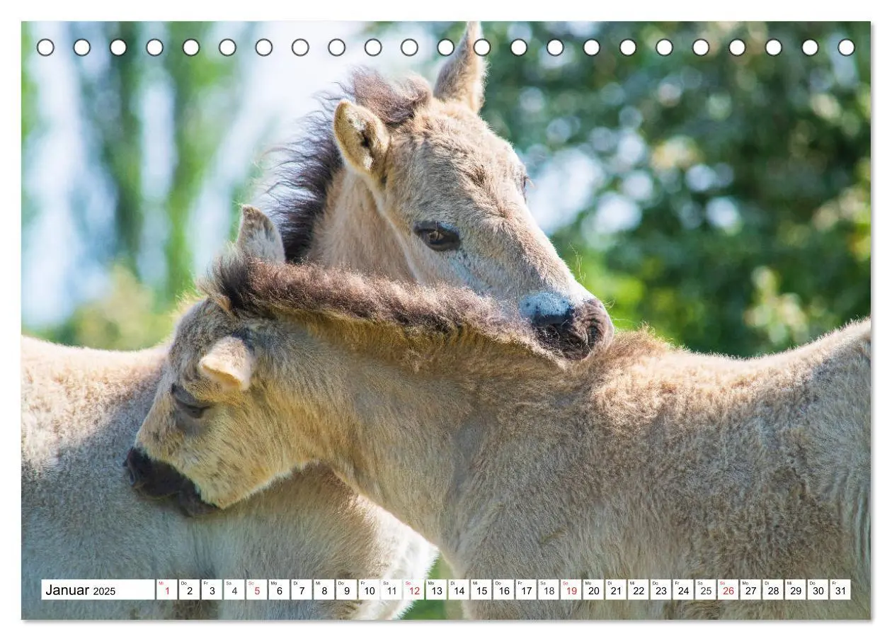 Bild: 9783435572434 | Konik - Frei geboren (Tischkalender 2025 DIN A5 quer), CALVENDO...