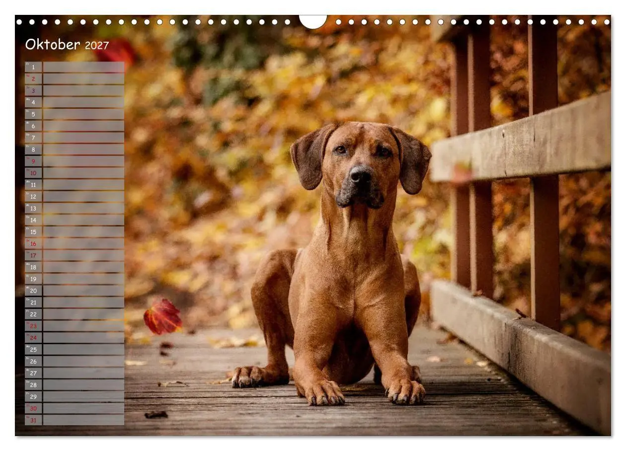 Bild: 9783569772434 | Rhodesian Ridgeback - Herzen auf vier Pfoten (Wandkalender 2027 DIN...