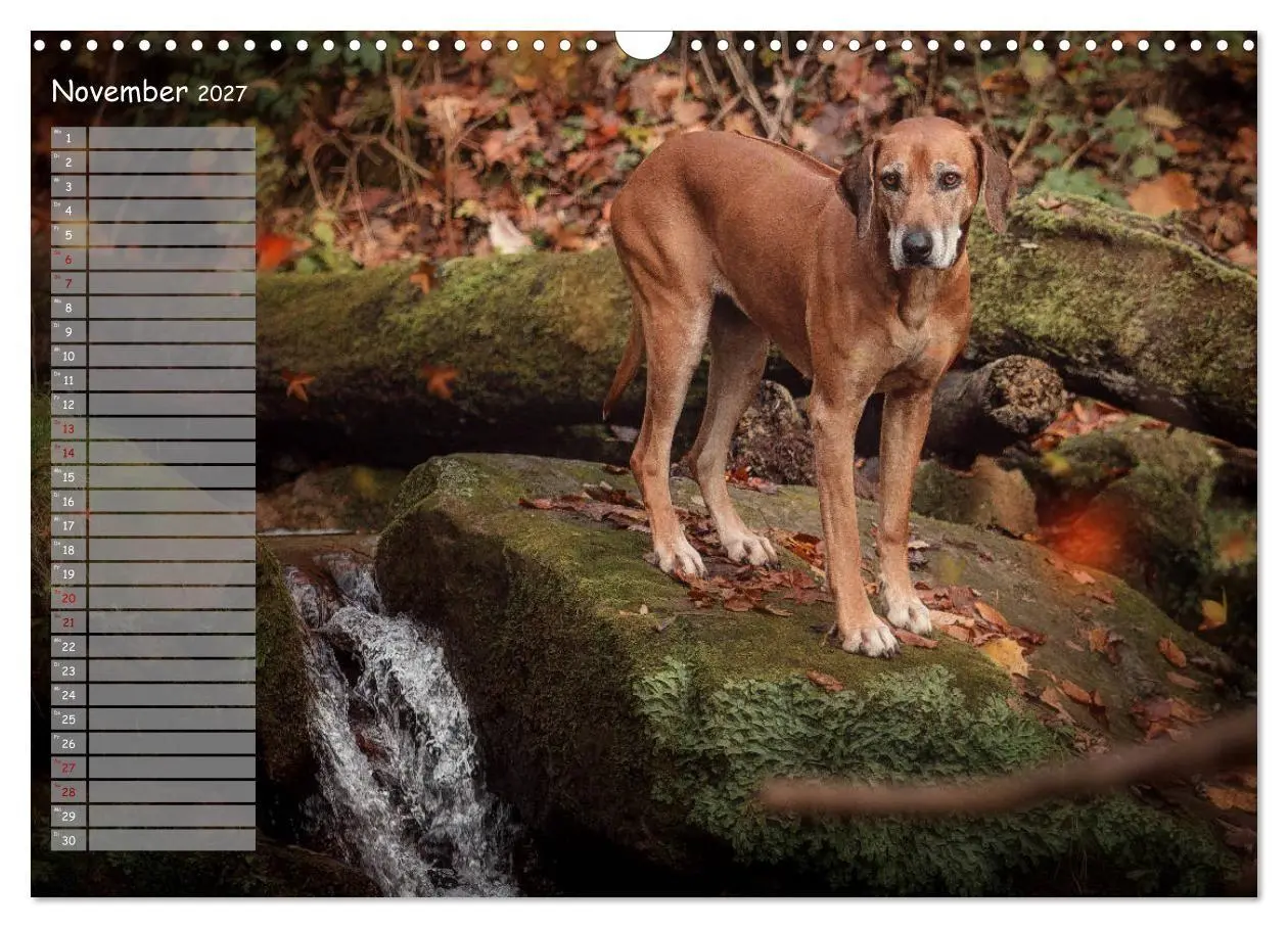 Bild: 9783569772434 | Rhodesian Ridgeback - Herzen auf vier Pfoten (Wandkalender 2027 DIN...