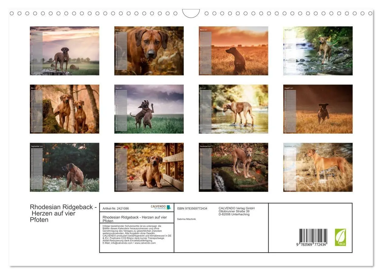 Bild: 9783569772434 | Rhodesian Ridgeback - Herzen auf vier Pfoten (Wandkalender 2027 DIN...