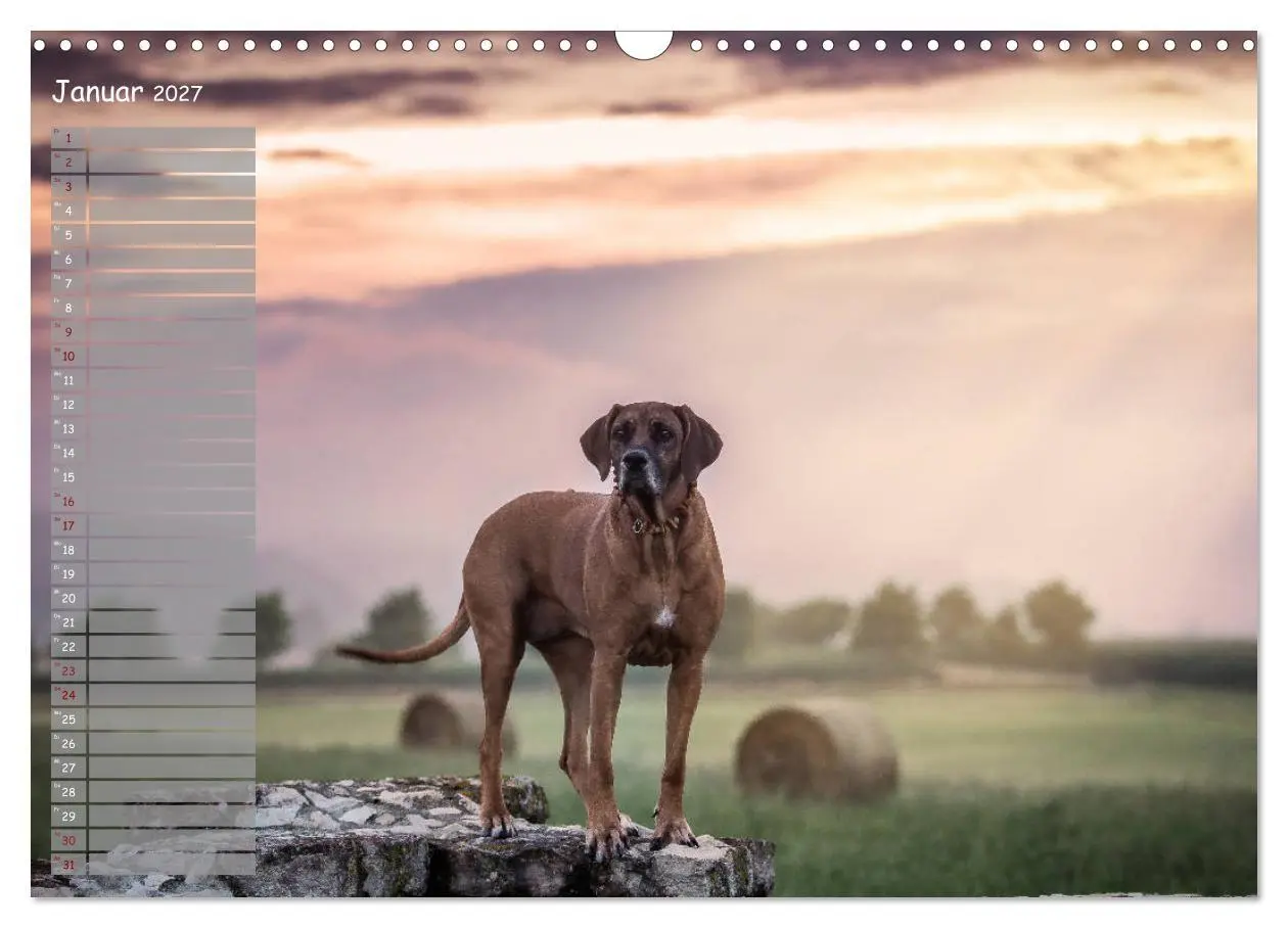 Bild: 9783569772434 | Rhodesian Ridgeback - Herzen auf vier Pfoten (Wandkalender 2027 DIN...