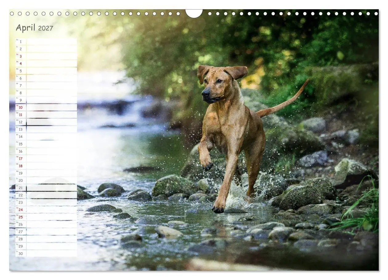 Bild: 9783569772434 | Rhodesian Ridgeback - Herzen auf vier Pfoten (Wandkalender 2027 DIN...