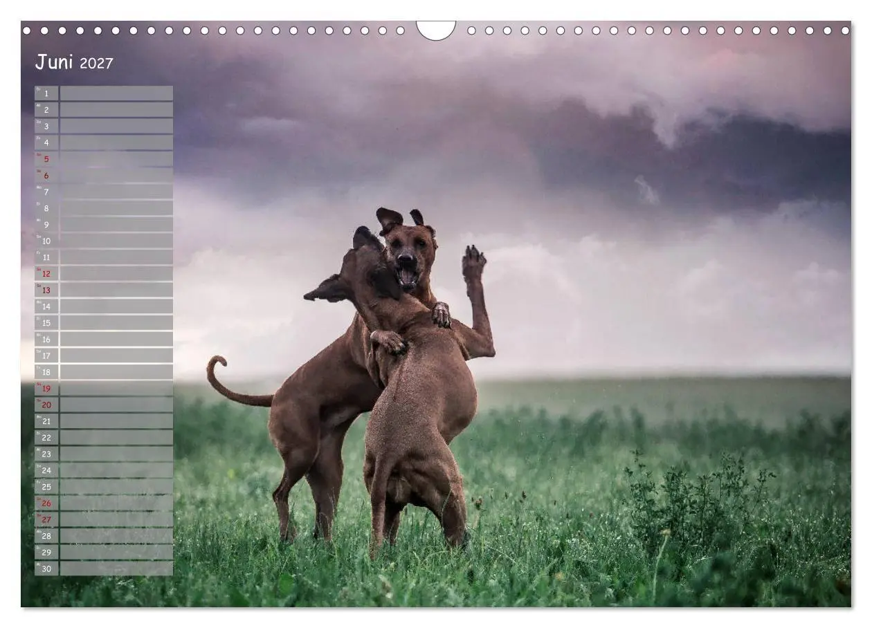 Bild: 9783569772434 | Rhodesian Ridgeback - Herzen auf vier Pfoten (Wandkalender 2027 DIN...