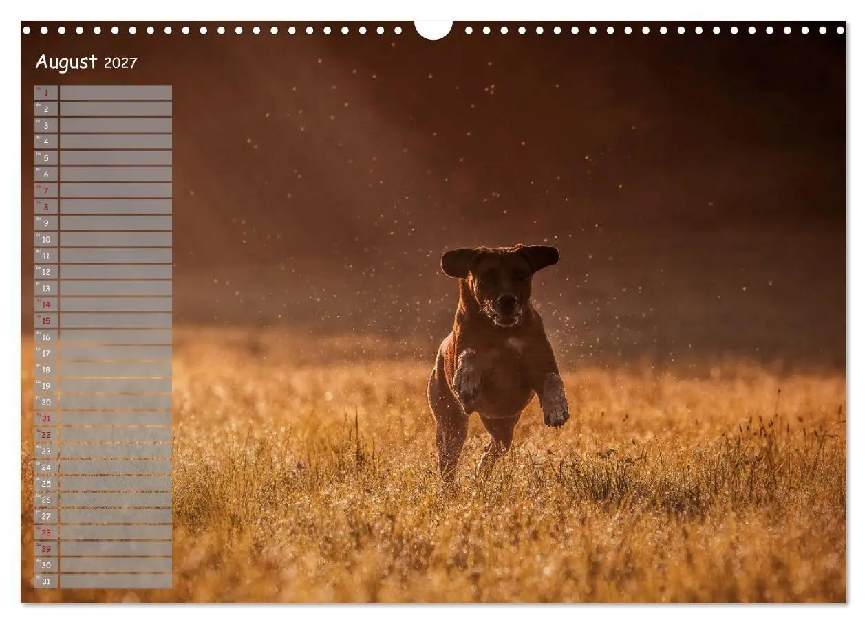 Bild: 9783569772434 | Rhodesian Ridgeback - Herzen auf vier Pfoten (Wandkalender 2027 DIN...