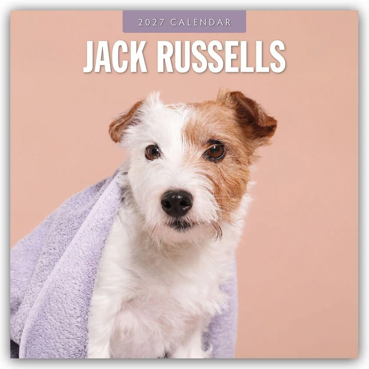 Cover: 9781837012534 | Jack Russells - Jack Russell Terrier 2027 - 16-Monatskalender | Red