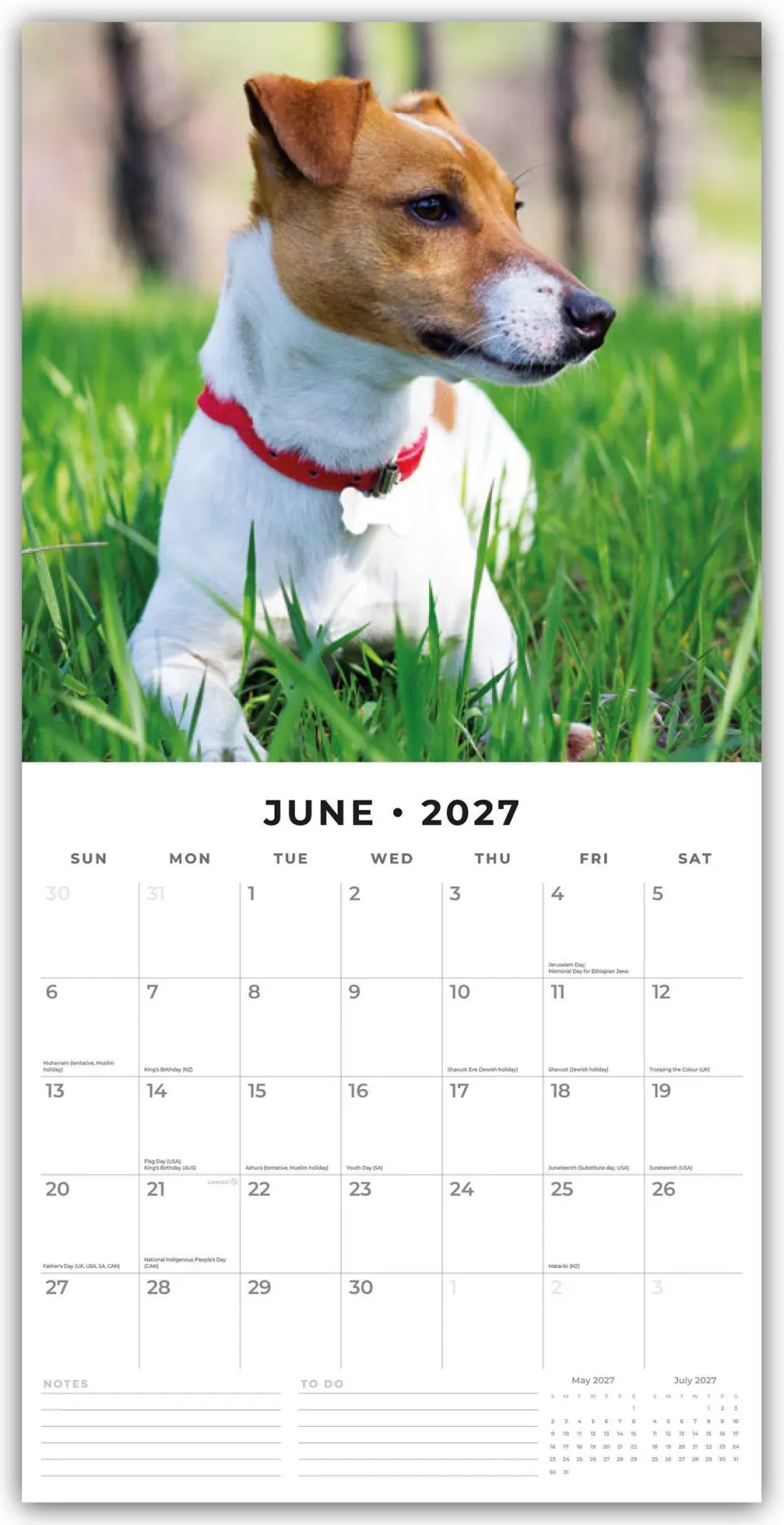 Bild: 9781837012534 | Jack Russells - Jack Russell Terrier 2027 - 16-Monatskalender | Red