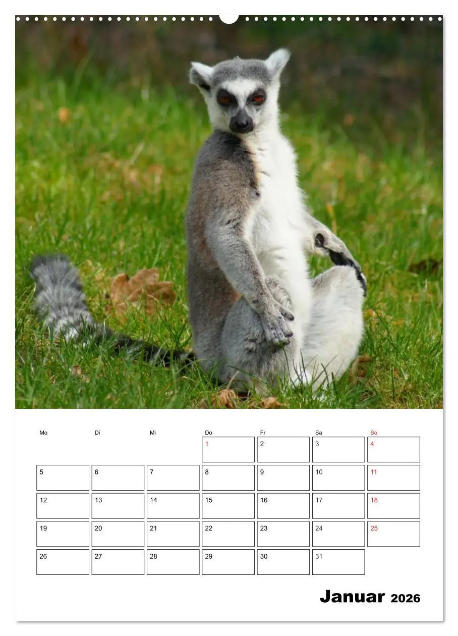 Bild: 9783516432534 | Katta Terminplaner (Wandkalender 2026 DIN A2 hoch), CALVENDO...