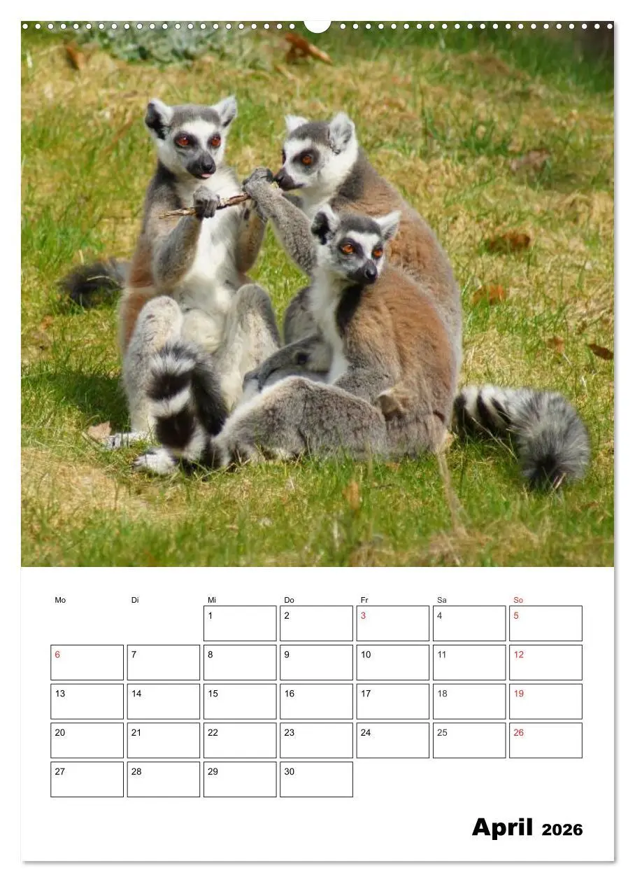 Bild: 9783516432534 | Katta Terminplaner (Wandkalender 2026 DIN A2 hoch), CALVENDO...