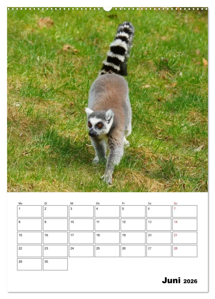 Bild: 9783516432534 | Katta Terminplaner (Wandkalender 2026 DIN A2 hoch), CALVENDO...