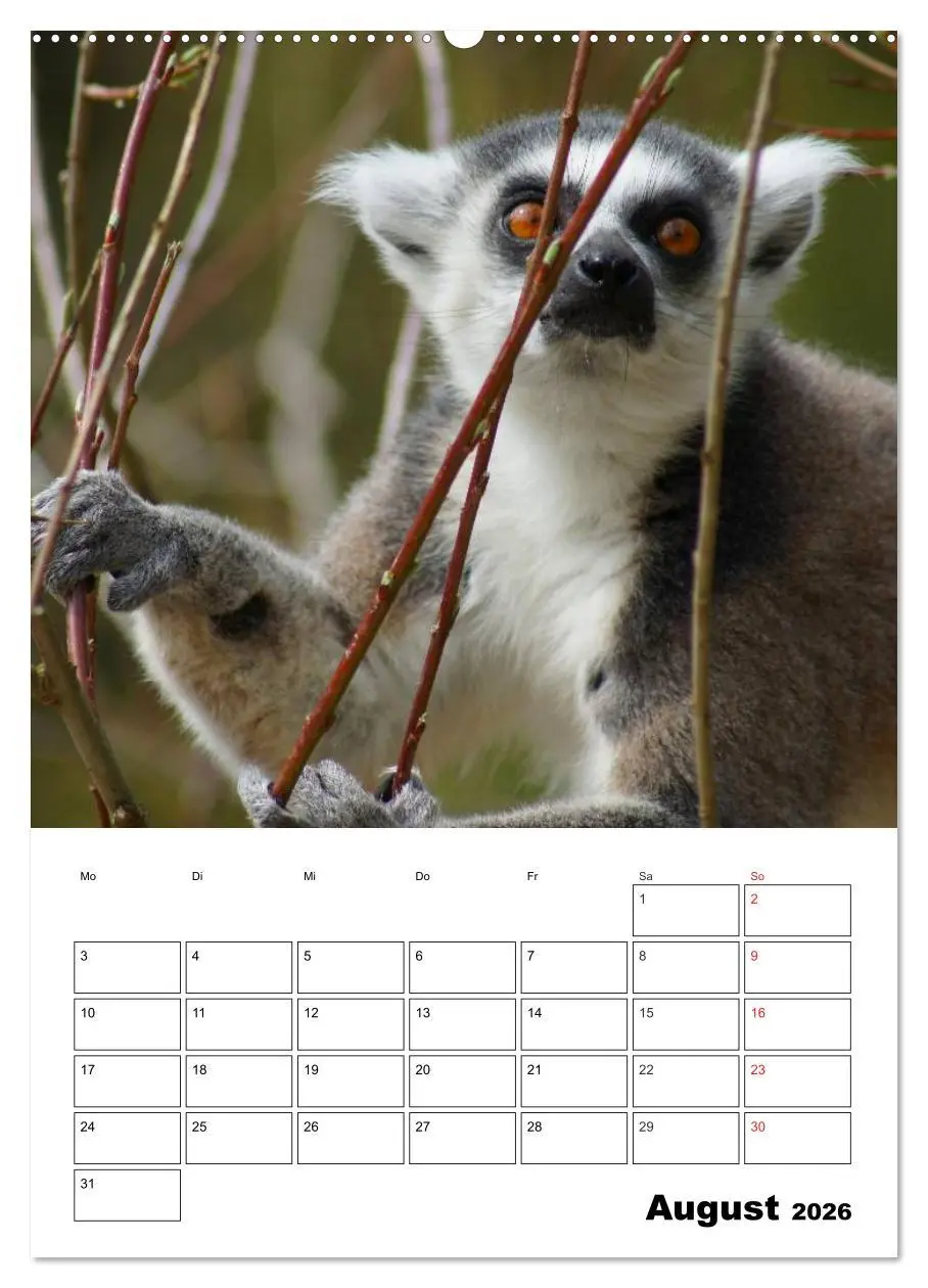 Bild: 9783516432534 | Katta Terminplaner (Wandkalender 2026 DIN A2 hoch), CALVENDO...