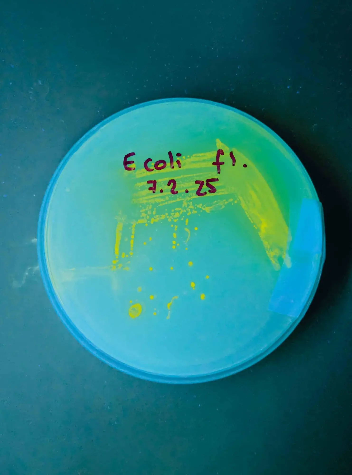 Bild: 9783689242534 | Reflecting Oil | Ernst Logar | Taschenbuch | Edition Angewandte | 2025