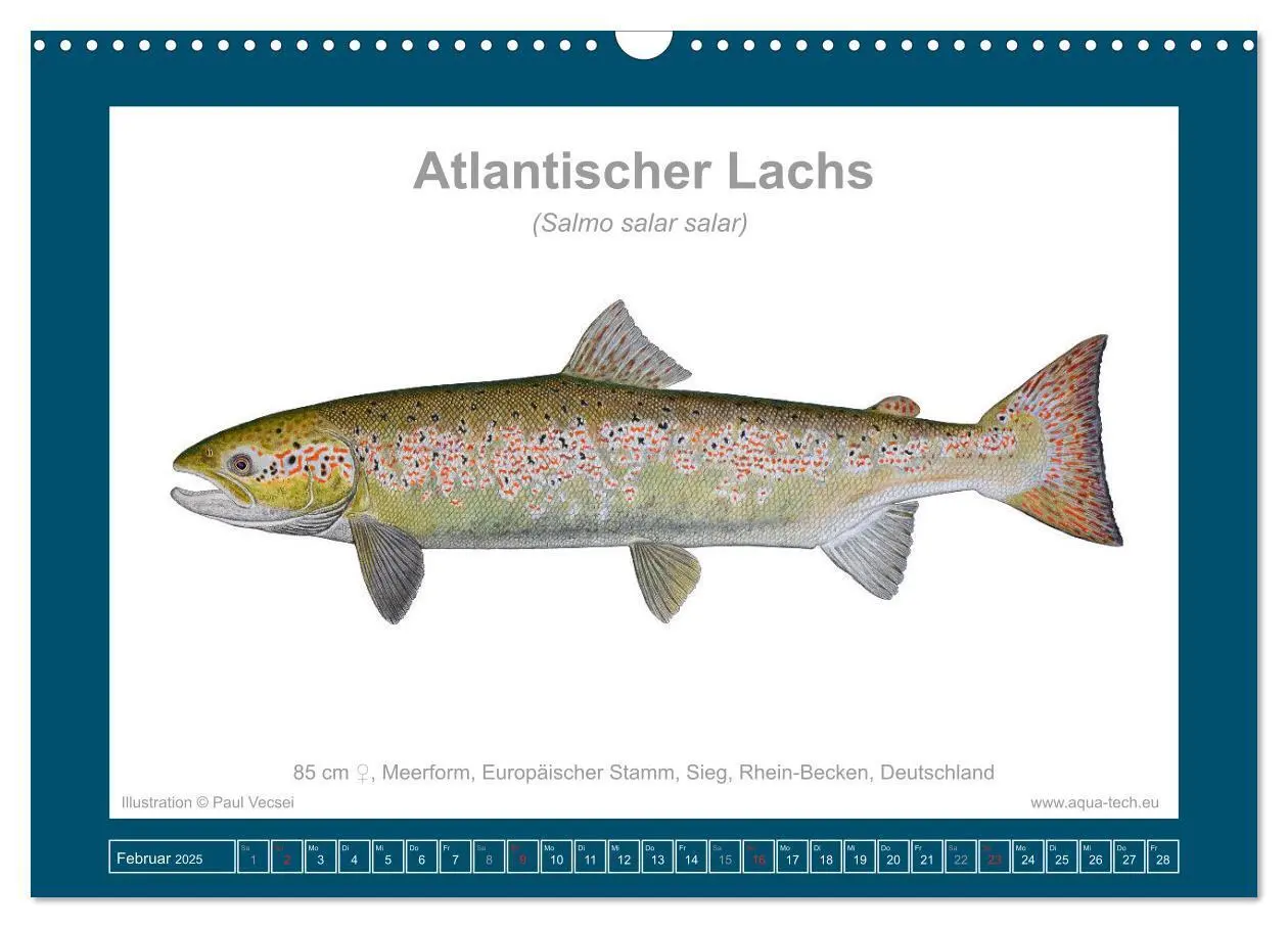 Bild: 9783383772634 | Fisch als Kunst 2025: Atlantische Lachse (Wandkalender 2025 DIN A3...