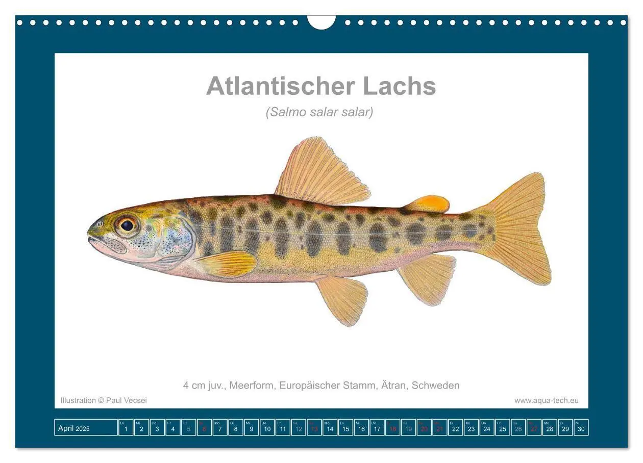 Bild: 9783383772634 | Fisch als Kunst 2025: Atlantische Lachse (Wandkalender 2025 DIN A3...