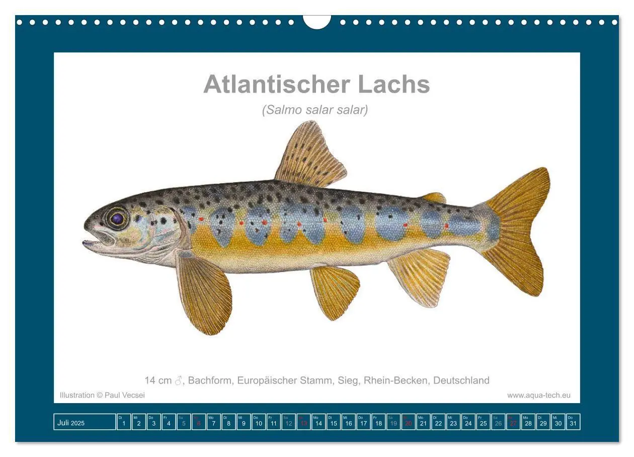 Bild: 9783383772634 | Fisch als Kunst 2025: Atlantische Lachse (Wandkalender 2025 DIN A3...