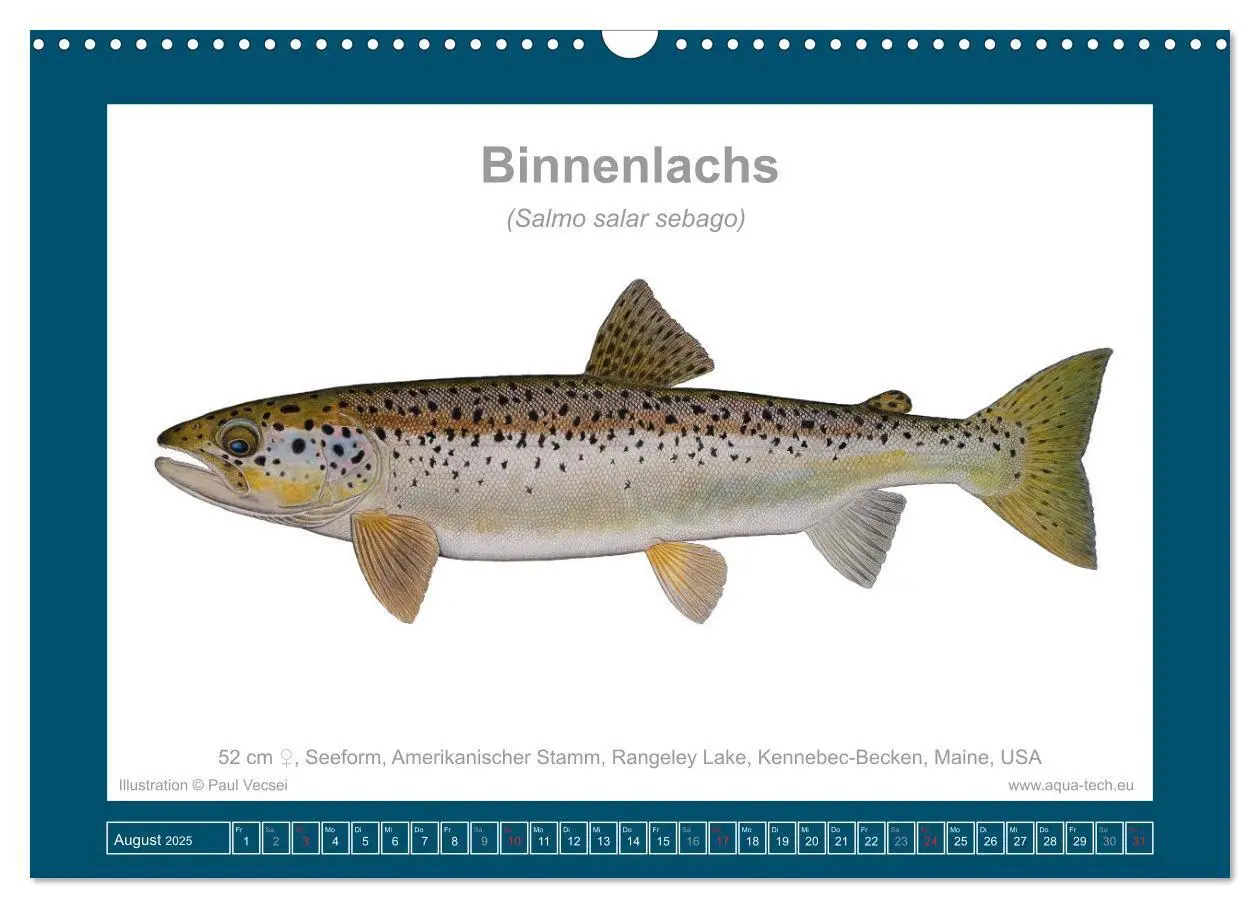 Bild: 9783383772634 | Fisch als Kunst 2025: Atlantische Lachse (Wandkalender 2025 DIN A3...