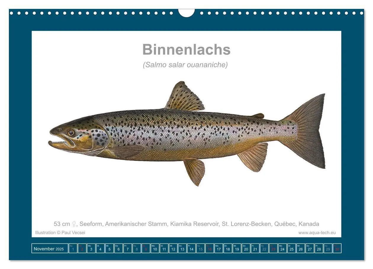 Bild: 9783383772634 | Fisch als Kunst 2025: Atlantische Lachse (Wandkalender 2025 DIN A3...