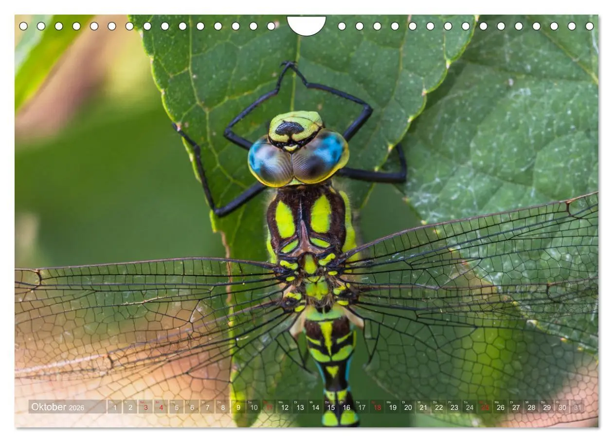 Bild: 9783516112634 | Libellen - Fliegende Edelsteine (Wandkalender 2026 DIN A4 quer),...