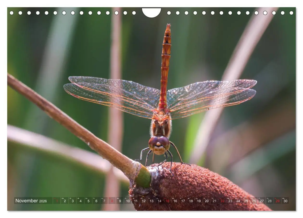 Bild: 9783516112634 | Libellen - Fliegende Edelsteine (Wandkalender 2026 DIN A4 quer),...