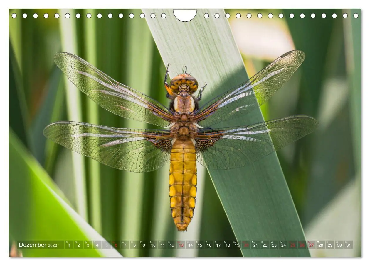 Bild: 9783516112634 | Libellen - Fliegende Edelsteine (Wandkalender 2026 DIN A4 quer),...