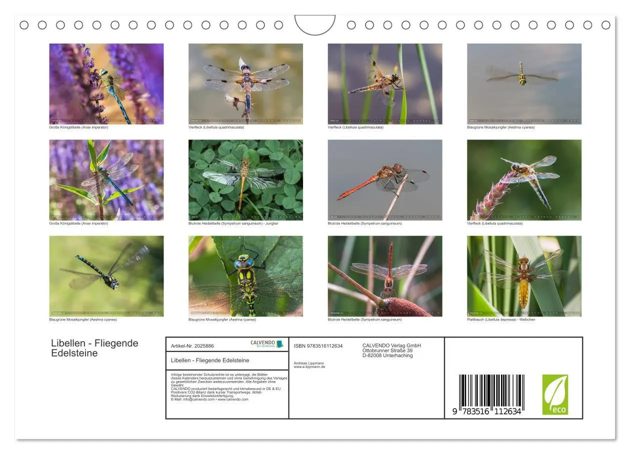 Bild: 9783516112634 | Libellen - Fliegende Edelsteine (Wandkalender 2026 DIN A4 quer),...