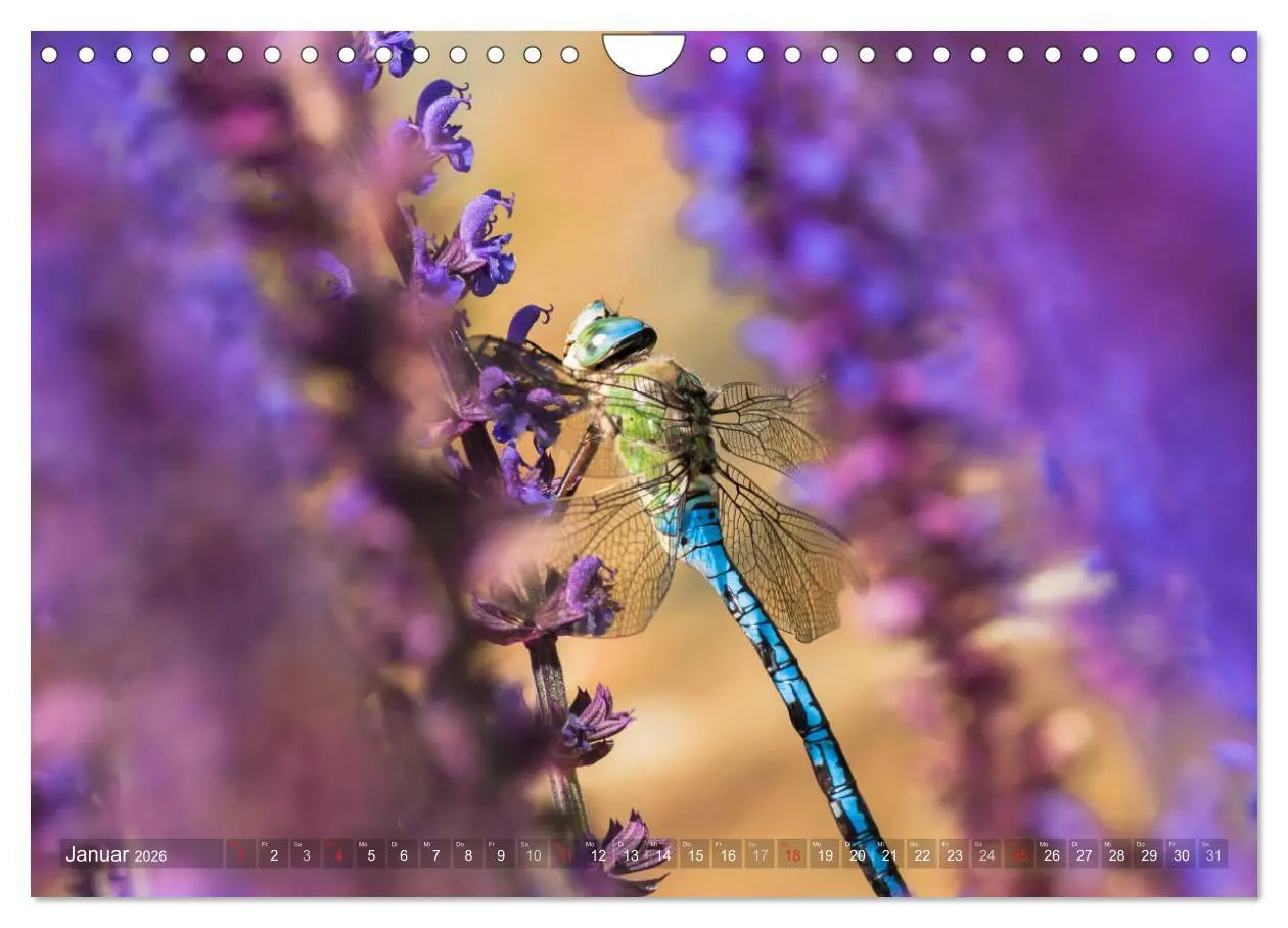 Bild: 9783516112634 | Libellen - Fliegende Edelsteine (Wandkalender 2026 DIN A4 quer),...