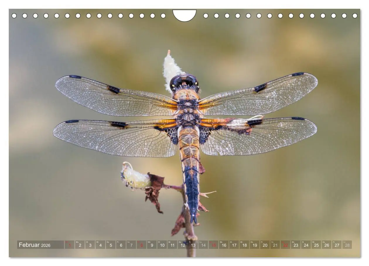 Bild: 9783516112634 | Libellen - Fliegende Edelsteine (Wandkalender 2026 DIN A4 quer),...