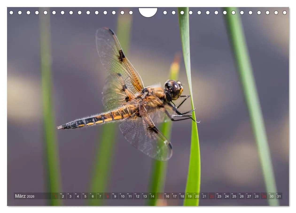 Bild: 9783516112634 | Libellen - Fliegende Edelsteine (Wandkalender 2026 DIN A4 quer),...