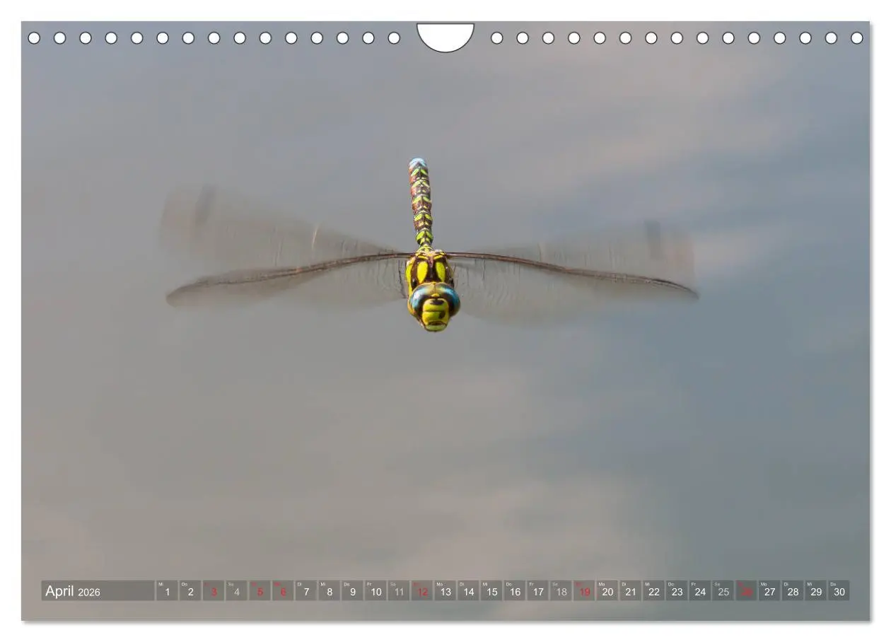 Bild: 9783516112634 | Libellen - Fliegende Edelsteine (Wandkalender 2026 DIN A4 quer),...