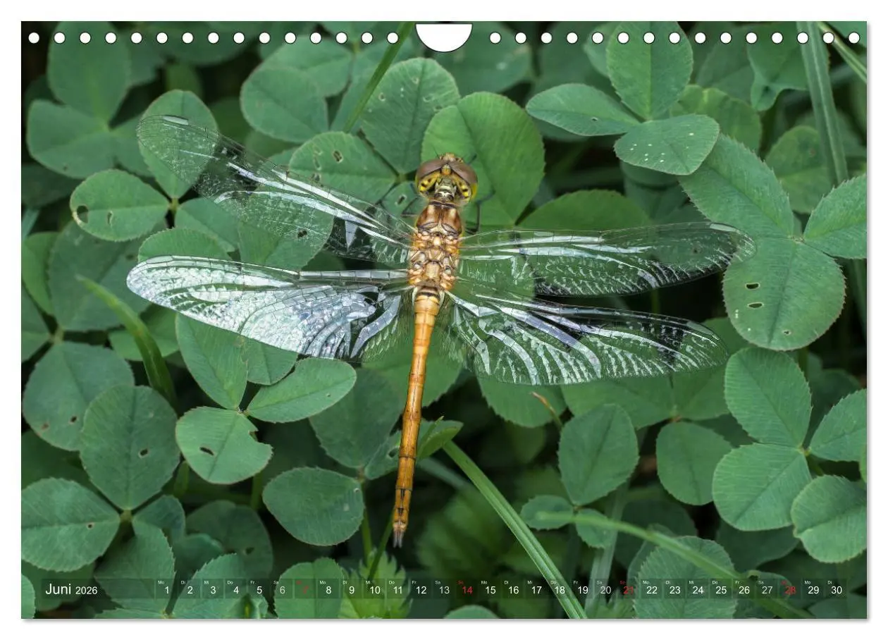 Bild: 9783516112634 | Libellen - Fliegende Edelsteine (Wandkalender 2026 DIN A4 quer),...