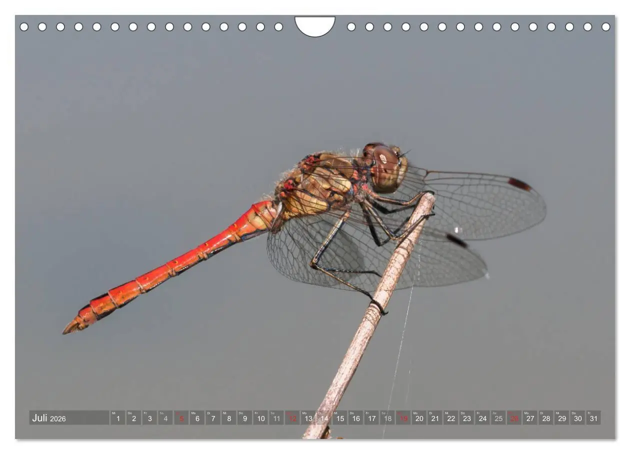 Bild: 9783516112634 | Libellen - Fliegende Edelsteine (Wandkalender 2026 DIN A4 quer),...