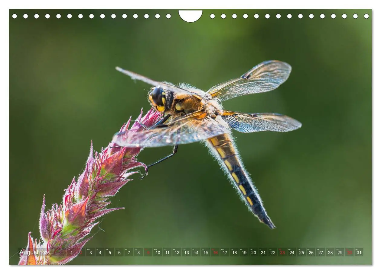Bild: 9783516112634 | Libellen - Fliegende Edelsteine (Wandkalender 2026 DIN A4 quer),...