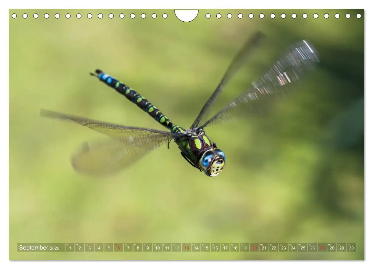 Bild: 9783516112634 | Libellen - Fliegende Edelsteine (Wandkalender 2026 DIN A4 quer),...