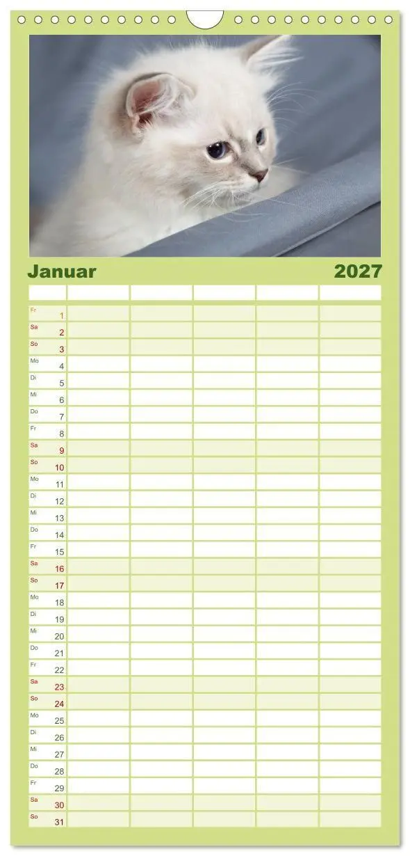 Bild: 9783594332634 | Familienplaner 2027 - Ragdoll Kitten mit 5 Spalten (Wandkalender,...