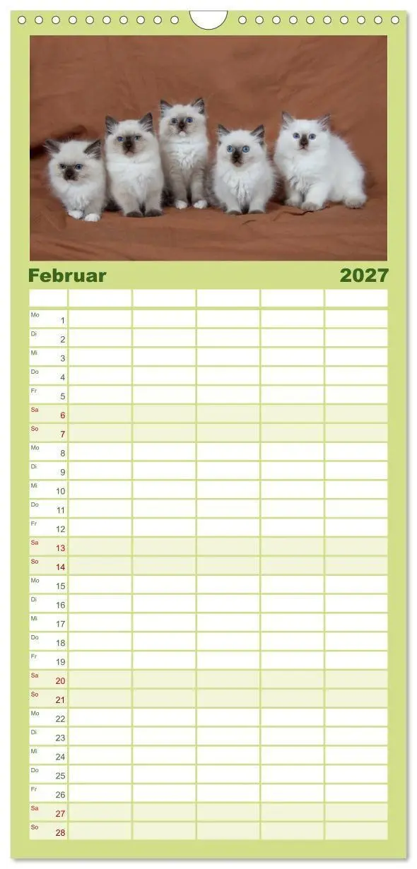 Bild: 9783594332634 | Familienplaner 2027 - Ragdoll Kitten mit 5 Spalten (Wandkalender,...