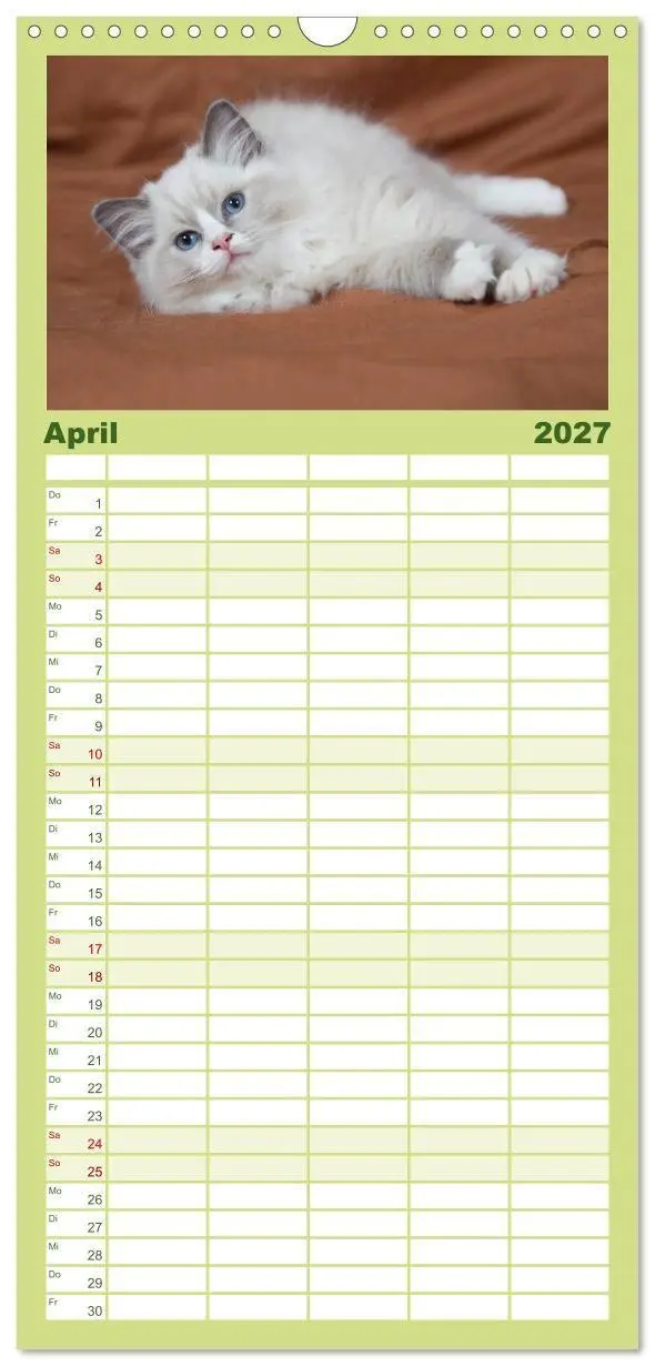Bild: 9783594332634 | Familienplaner 2027 - Ragdoll Kitten mit 5 Spalten (Wandkalender,...