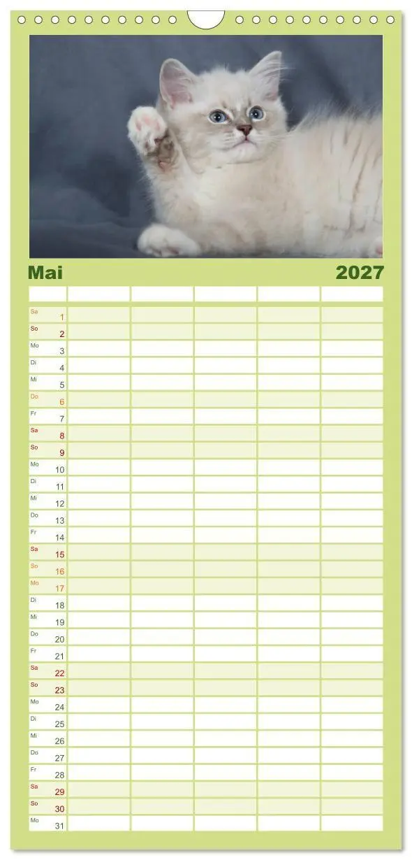 Bild: 9783594332634 | Familienplaner 2027 - Ragdoll Kitten mit 5 Spalten (Wandkalender,...