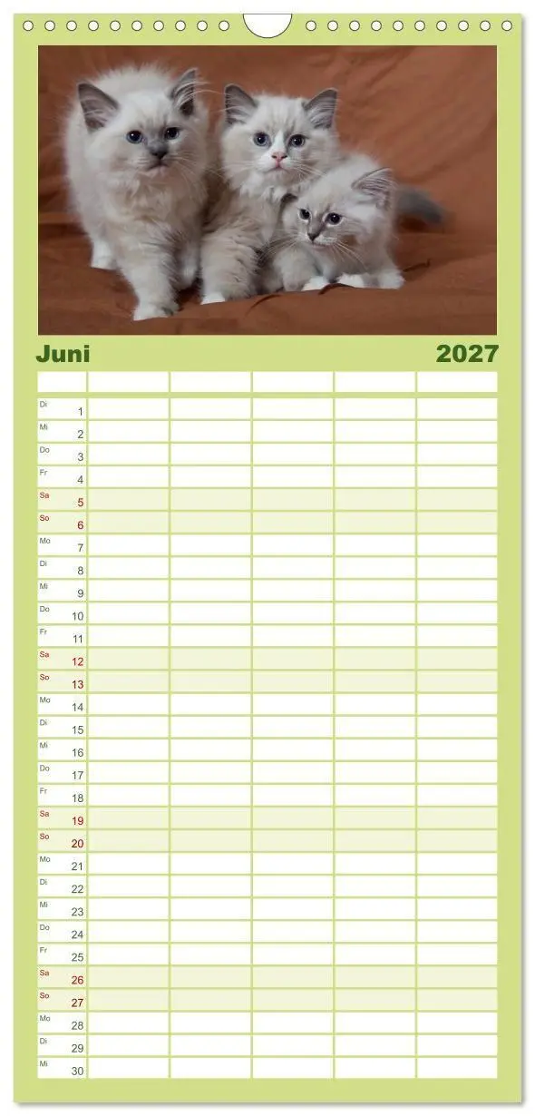 Bild: 9783594332634 | Familienplaner 2027 - Ragdoll Kitten mit 5 Spalten (Wandkalender,...