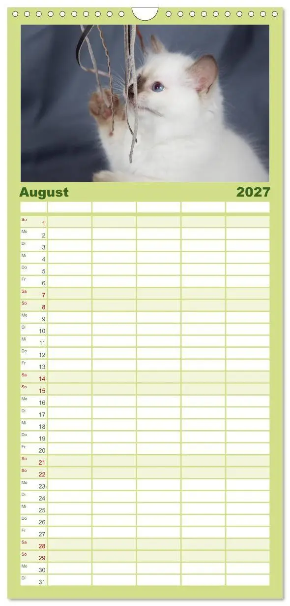 Bild: 9783594332634 | Familienplaner 2027 - Ragdoll Kitten mit 5 Spalten (Wandkalender,...
