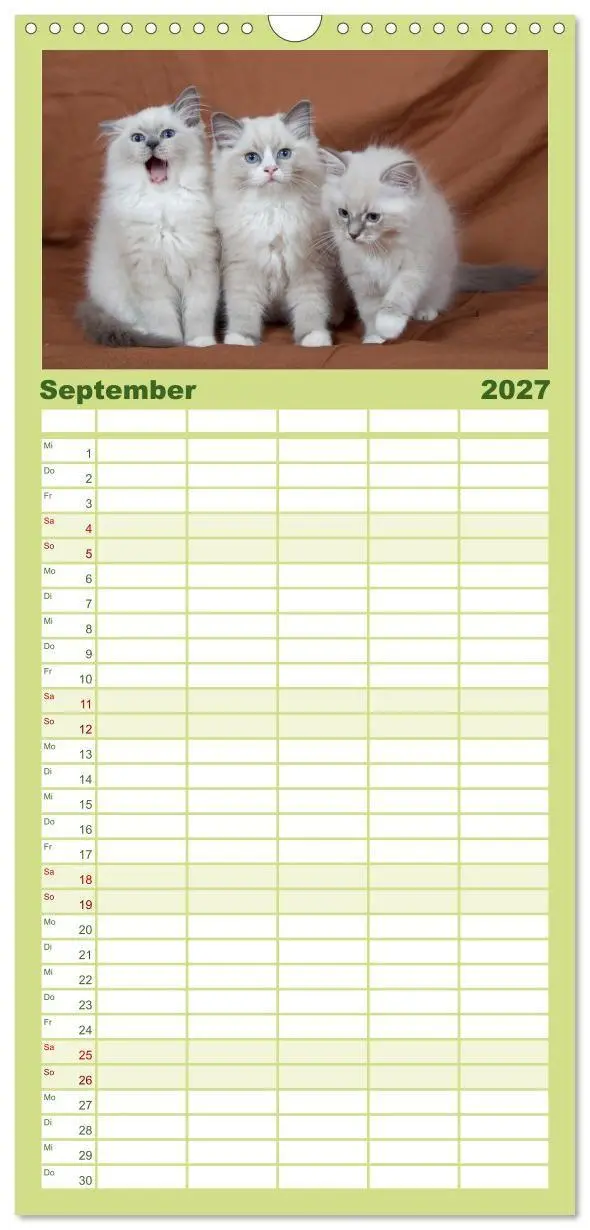 Bild: 9783594332634 | Familienplaner 2027 - Ragdoll Kitten mit 5 Spalten (Wandkalender,...