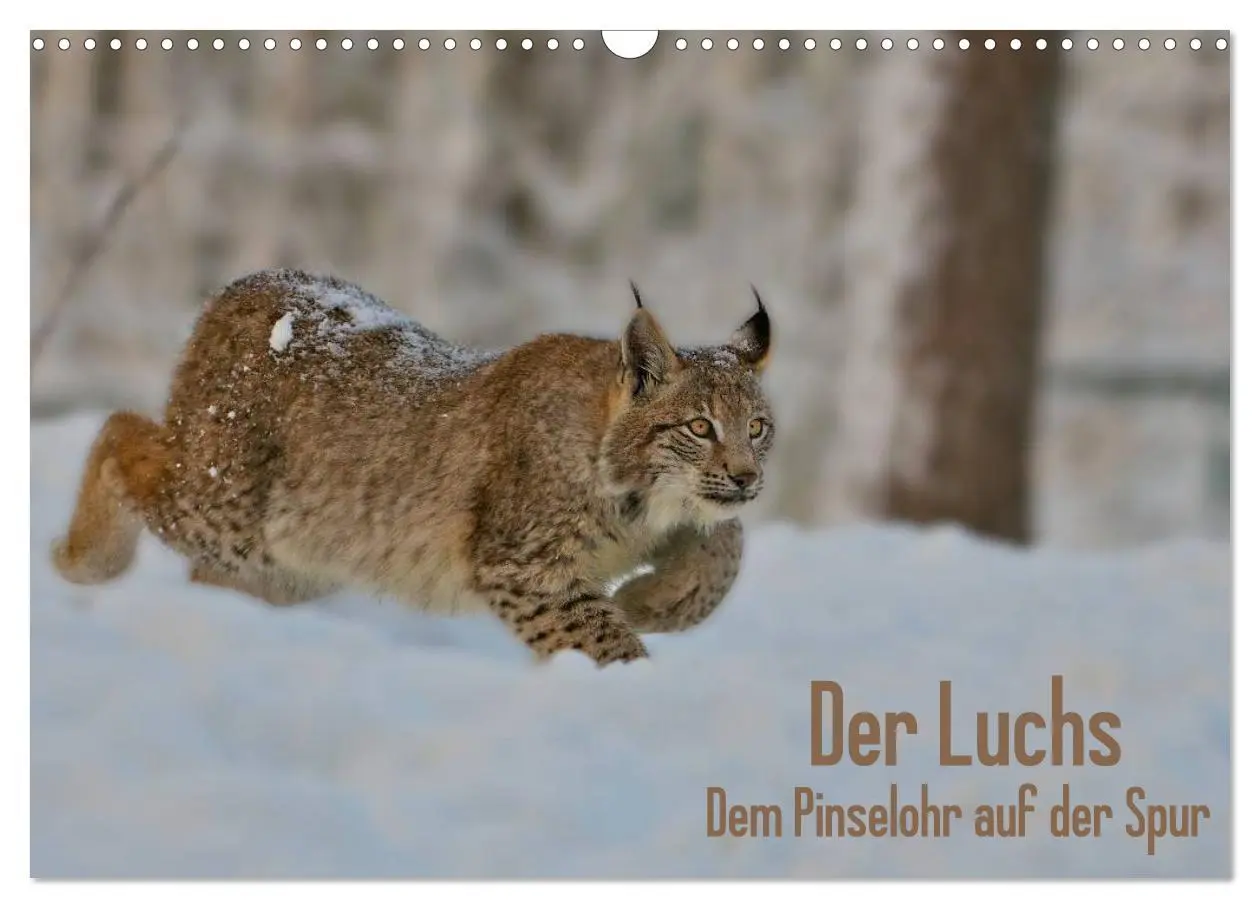 Cover: 9783516213034 | Der Luchs - Dem Pinselohr auf der Spur (Wandkalender 2026 DIN A3...