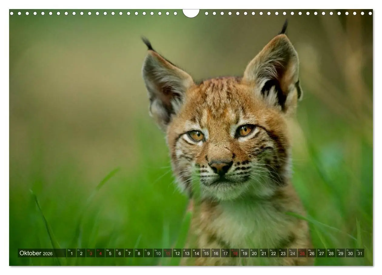 Bild: 9783516213034 | Der Luchs - Dem Pinselohr auf der Spur (Wandkalender 2026 DIN A3...
